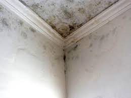 Environmental Consulting for Mold Prevention in Ottawa, IL